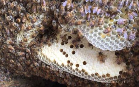 家裡有蜜蜂築巢怎麼辦 一窪水